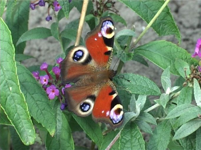 Tagpfauenauge ( Inachis io ), auf Sommerflieder : Moers, in unserem Garten, 11.09.2009